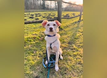 MONTY- sucht ein sportliches Zuhause