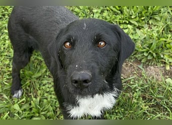 Toller Herzenshund REMO sucht sein Zuhause oder Pflegestelle zum 06.12.2025