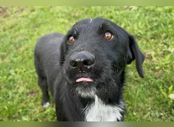 Toller Herzenshund REMO sucht sein Zuhause oder Pflegestelle zum 06.12.2025