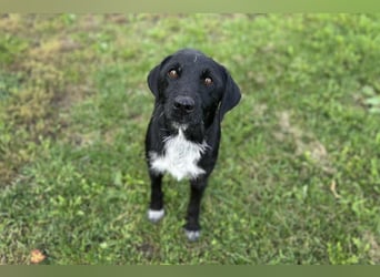 Toller Herzenshund REMO sucht sein Zuhause oder Pflegestelle zum 06.12.2025