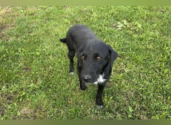 Toller Herzenshund REMO sucht sein Zuhause oder Pflegestelle zum 06.12.2025