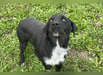 Toller Herzenshund REMO sucht sein Zuhause oder Pflegestelle zum 06.12.2025