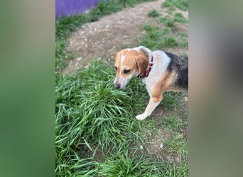 Bonny - Eine junge Hündin auf der Suche nach ihrem Glück