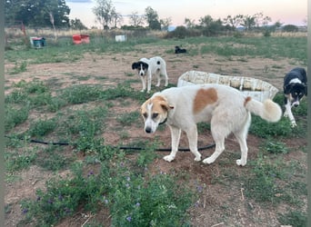 Justin - Ein junger Rüde auf der Suche nach seiner Familie
