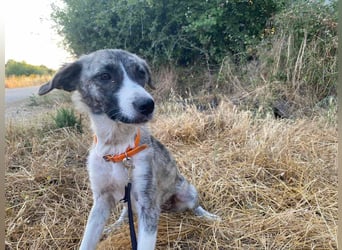 Lili sucht ihr Für-immer-Zuhause!