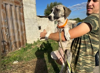 Lili sucht ihr Für-immer-Zuhause!