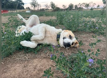 Justin - Ein junger Rüde auf der Suche nach seiner Familie
