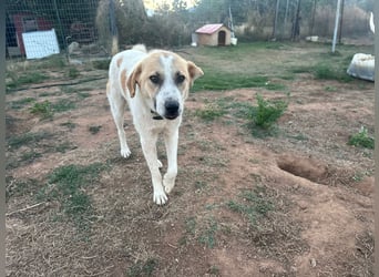 Justin - Ein junger Rüde auf der Suche nach seiner Familie