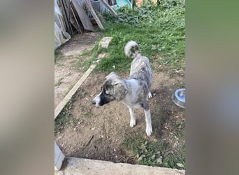 Lili sucht ihr Für-immer-Zuhause!