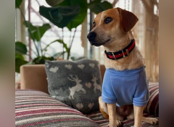 Bonny - Eine junge Hündin auf der Suche nach ihrem Glück