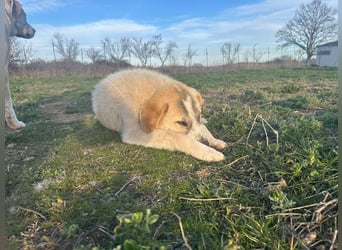 Justin - Ein junger Rüde auf der Suche nach seiner Familie