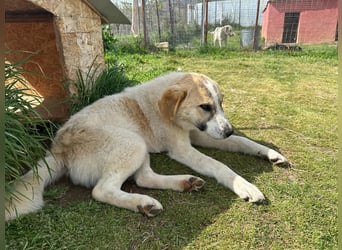 Justin - Ein junger Rüde auf der Suche nach seiner Familie