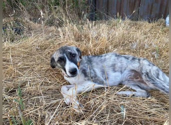 Lili sucht ihr Für-immer-Zuhause!