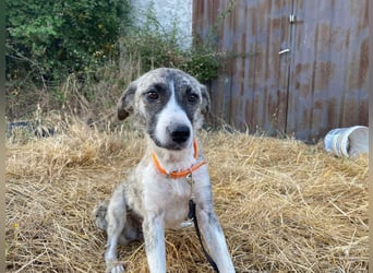 Lili sucht ihr Für-immer-Zuhause!