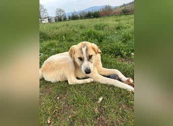 Justin - Ein junger Rüde auf der Suche nach seiner Familie