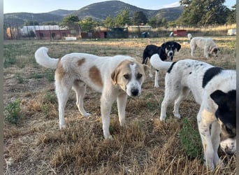Justin - Ein junger Rüde auf der Suche nach seiner Familie