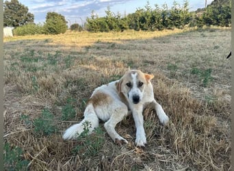 Justin - Ein junger Rüde auf der Suche nach seiner Familie