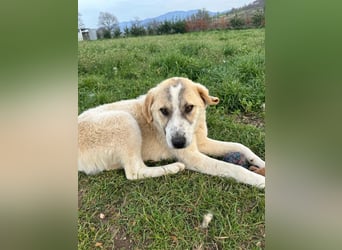 Justin - Ein junger Rüde auf der Suche nach seiner Familie