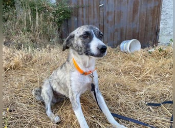 Lili sucht ihr Für-immer-Zuhause!