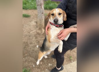 Bonny - Eine junge Hündin auf der Suche nach ihrem Glück