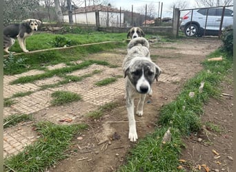 Lili sucht ihr Für-immer-Zuhause!