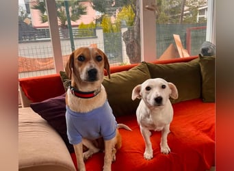 Bonny - Eine junge Hündin auf der Suche nach ihrem Glück