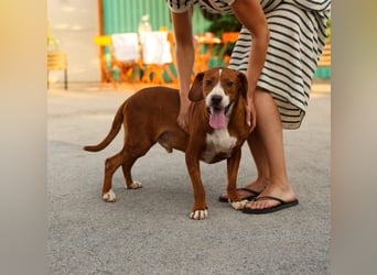 wunderbarerer Begleiter Loli