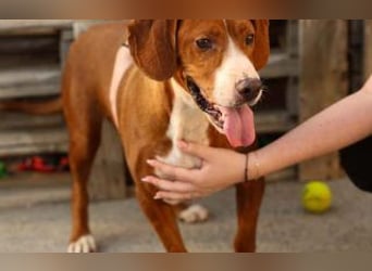 wunderbarerer Begleiter Loli