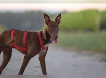 Darf Pocahontas mit dir in ein neues Leben starten?