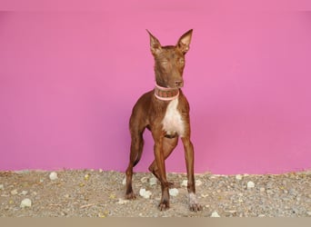 Darf Pocahontas mit dir in ein neues Leben starten?