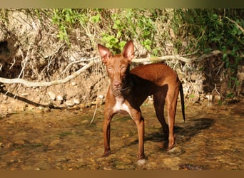 Darf Pocahontas mit dir in ein neues Leben starten?