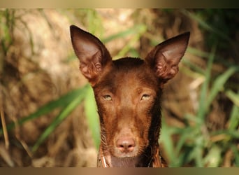 Darf Pocahontas mit dir in ein neues Leben starten?