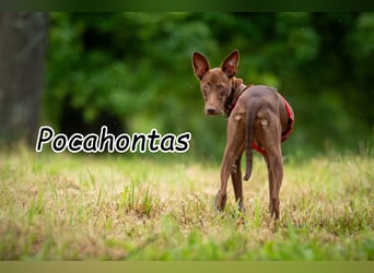 Darf Pocahontas mit dir in ein neues Leben starten?