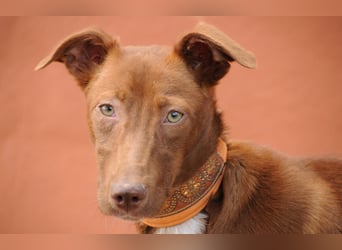 Darf Pocahontas mit dir in ein neues Leben starten?