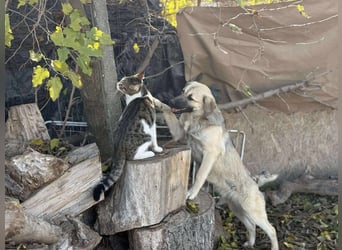 Clementine, schmusige Hündin