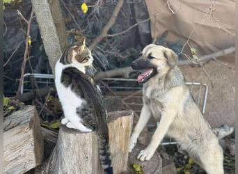 Clementine, schmusige Hündin