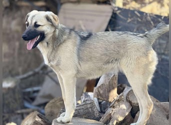 Clementine, schmusige Hündin