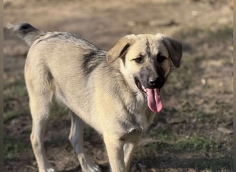 Clementine, schmusige Hündin