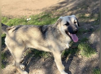 Clementine, schmusige Hündin