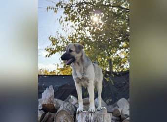 Clementine, schmusige Hündin