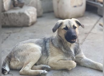 Clementine, schmusige Hündin