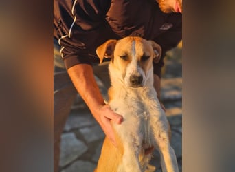 Bonni: sanfte Hündin sucht Zuhause