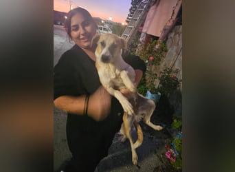 Bonni: sanfte Hündin sucht Zuhause