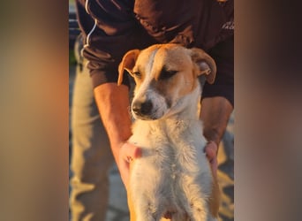 Bonni: sanfte Hündin sucht Zuhause