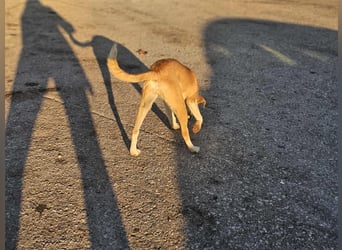 Bonni: sanfte Hündin sucht Zuhause