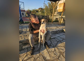 Bonni: sanfte Hündin sucht Zuhause