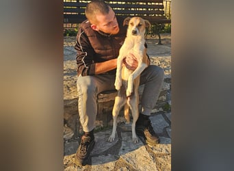 Bonni: sanfte Hündin sucht Zuhause