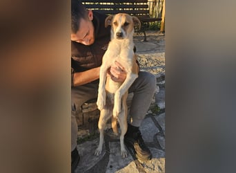 Bonni: sanfte Hündin sucht Zuhause