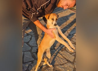 Bonni: sanfte Hündin sucht Zuhause