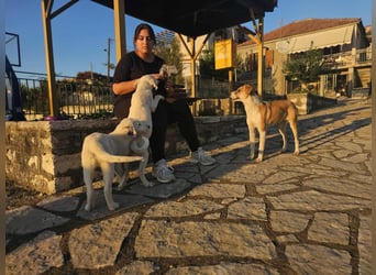 Bonni: sanfte Hündin sucht Zuhause